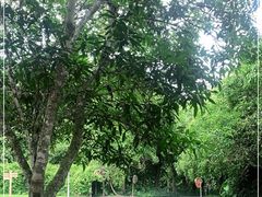 -中国科学院西双版纳热带植物园