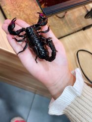 -Moni星球萌宠·小马宝莉·灵蛇·高端高阶全萌宠互动体验俱乐部(红豆国际广场店)