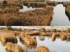 -盐城丹顶鹤湿地生态旅游区
