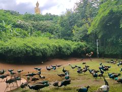 -西双版纳勐泐文化旅游区