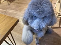 -沏点Trattoria意大利餐厅(新街口店)
