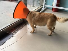 -萌兽医馆·绝育·24小时内科·宠物医院(德胜店)