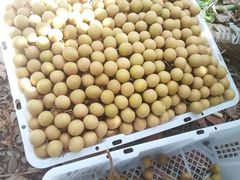 -东方鼎信农副产品交易中心