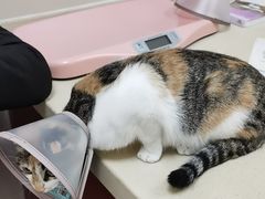 -艾贝尔宠物医院 ·内科全科(梁溪路店)