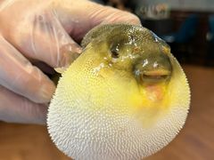 -肆月河豚·新淮扬(金融街店)