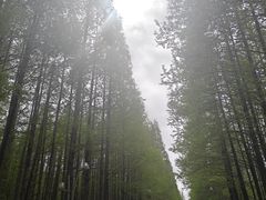 -日照海滨国家森林公园