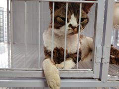 -喵百万·布偶·蓝金金渐层英短·猫舍(百子湾店)