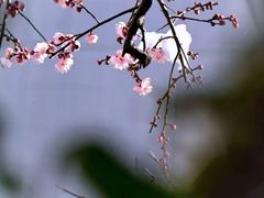 -溪岸路花鸟市场