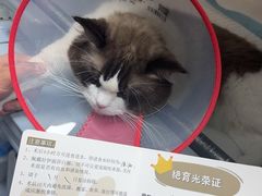 -丹景宠物医院·全科·老年病·牙科(武昌诊疗中心)