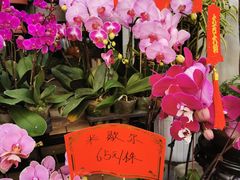 -溪岸路花鸟市场