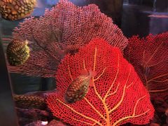 -迪拜水族馆及水下动物园