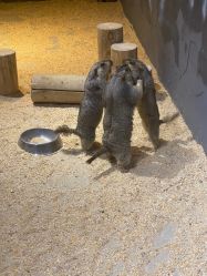 -酷嗒动物文化乐园(cutezoo西溪乐天城店)