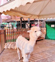 -萌宠亲子动物乐园(槐房万达店)