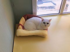 -MOYOYO猫咪咖啡店