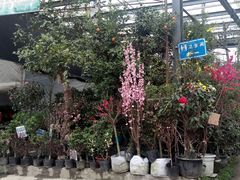-金科花卉市场