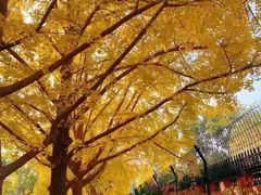 -三里屯东五街银杏大道