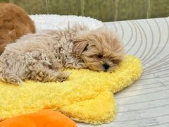 -帕帕拉兹宠物(亚洲旗舰店)