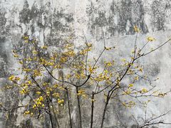 -留园