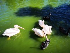 -云南野生动物园