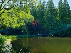 -上海共青森林公园