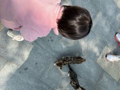 -合肥滨湖国家森林公园