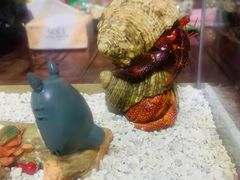 -中环花鸟鱼虫市场