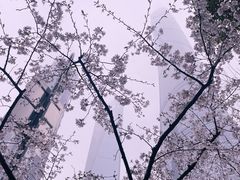 -上海中心大厦