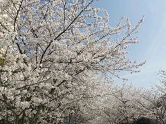 -高东镇樱花园