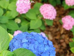 -上海滨江森林公园