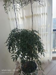 -HEYAN荷妍专业脱毛连锁机构