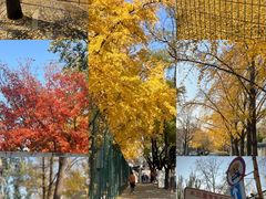 -三里屯东五街银杏大道