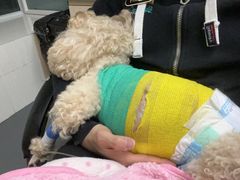 -爱侣宠医·鹦鹉专科·小型哺乳类·异宠专科(灵石路店)