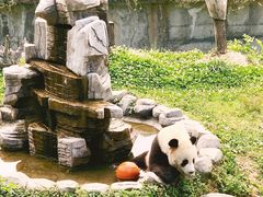 -中国大熊猫保护研究中心雅安碧峰峡基地