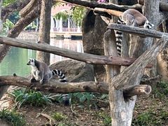 -清迈夜间动物园