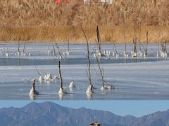 -野鸭湖国家湿地公园