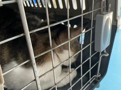 -宠颐生宠物医院·异宠猫科内科·诊疗中心宠巢店