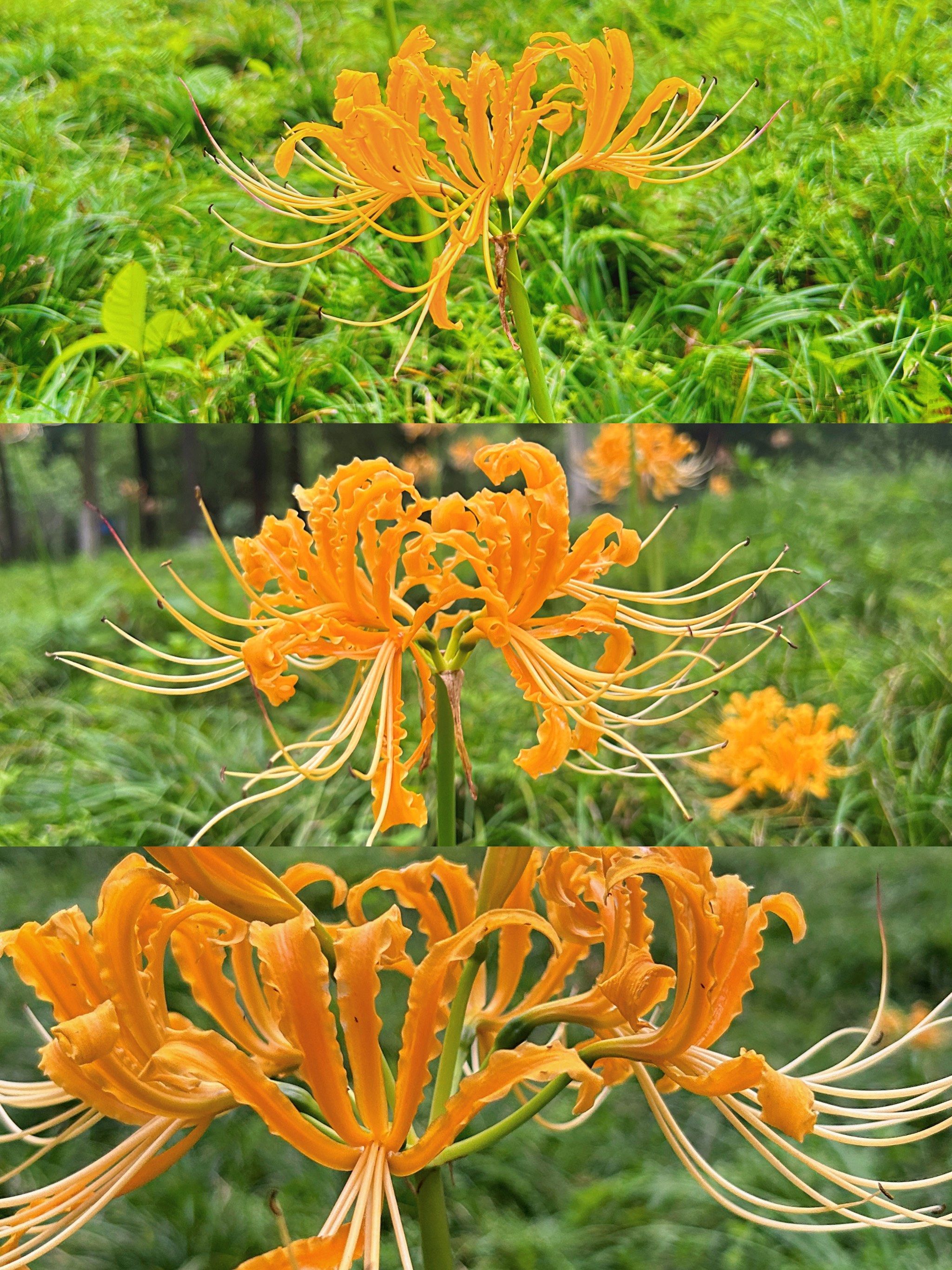 成都洞子口偶遇黄色彼岸花,趁花期赶紧来