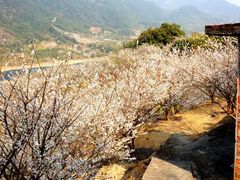 -广州市流溪河国家森林公园