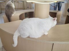 -鼓捣猫呢主题猫咖店