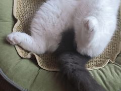-艾吉宠物医院·疑难杂症转诊中心·猫友好(碧江路院)