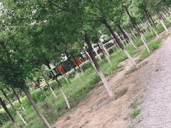 -西青郊野公园