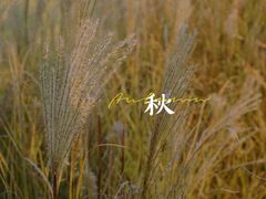 -映月湖中央公园