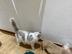 -1013 PET SHOP精品宠物商店(丁香店)