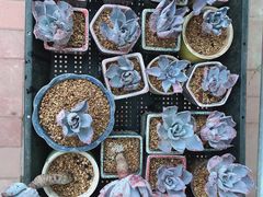 -中环花鸟鱼虫市场