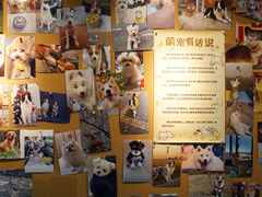 -翊宠yipet猫狗购宠庄园犬舍•猫舍