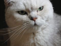 -猫猫幼稚园·撸猫·桌游·电玩