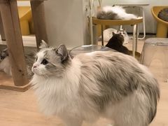 -有喵·猫咖·狗咖·30几只猫10只小狗(岗厦店)