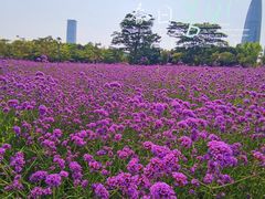 -深圳湾公园(南山区)
