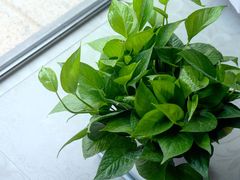 绿植-荣耀.西式融合餐厅(留云湖店)