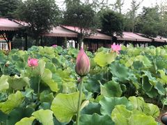 -洪湖家庭农场·团建·露营·会议